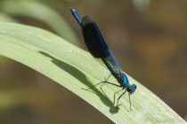 20130728-Calotperix éclatant-0003.jpg